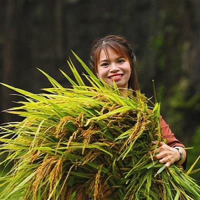 Gánh lúa Tam Cốc - Gánh cả mùa vàng, gánh cả niềm vui!